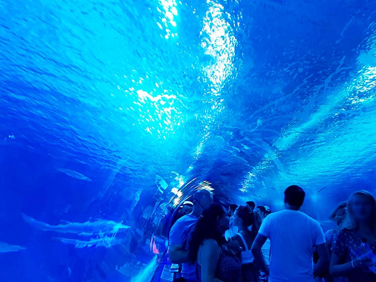 What to see in Valencia? This is what you can't miss! the oceanografic